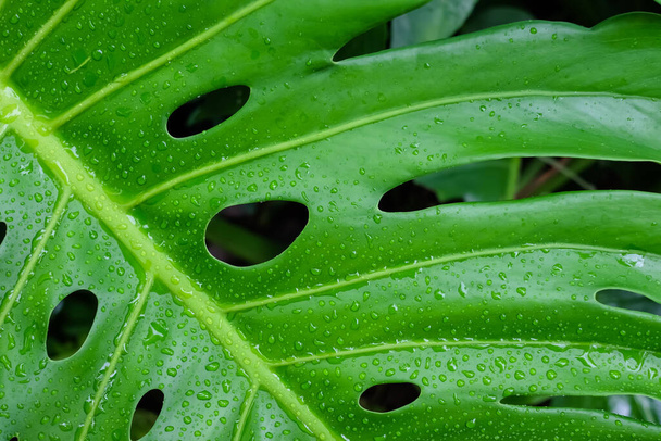 Monstera bladeren of Zwitserse kaas plant of Monstera Deliciosa in de natuur, tropische groene bladeren achtergrond, Philodendron monstera. - Foto, afbeelding
