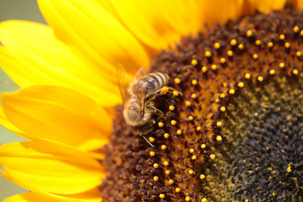 api su fiore di girasole raccolta di miele nella stagione estiva macro fotografia - Foto, immagini