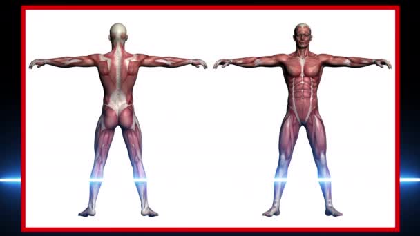 人間の解剖学のスキャン、 3Dソフトウェアで作られた人間の筋肉. - 映像、動画