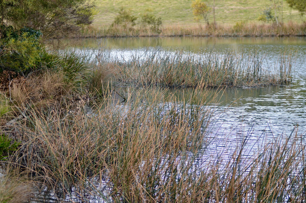 Widok na jezioro Pillans Westland Reserve w pobliżu Lithgow w Australii - Zdjęcie, obraz