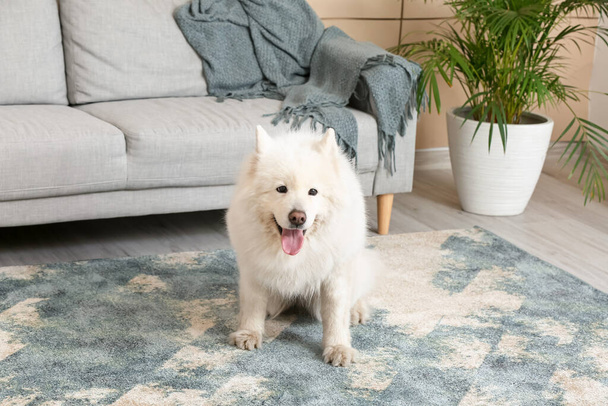 Cute funny dog on soft carpet at home - Zdjęcie, obraz