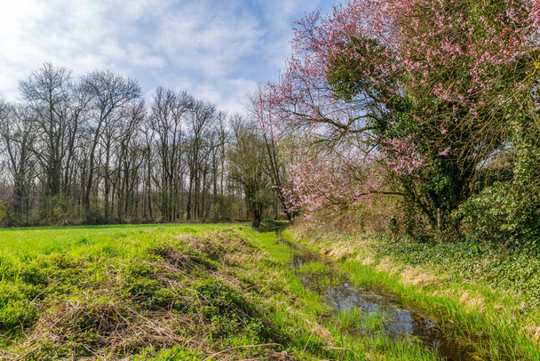 Beautiful Springtime Mood at small Creek/ Germany - Photo, Image
