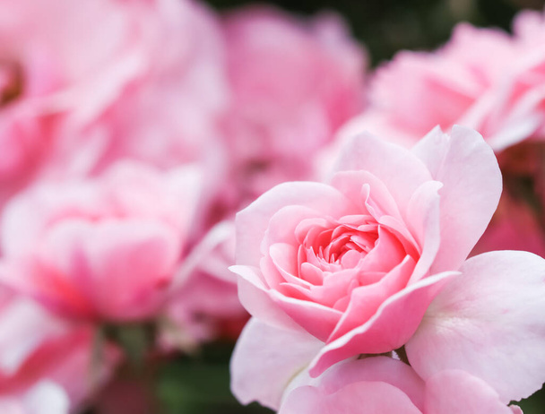 Belles roses roses Bonica dans le jardin. Parfait pour fond de cartes de vœux pour l'anniversaire, la Saint-Valentin et la fête des mères - Photo, image
