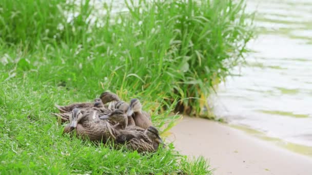 Muchos patos salvajes en su entorno natural se sientan cerca de aguas abiertas en la orilla de un lago natural en verano. Una familia de ánades reales está limpiando plumas en la orilla. Inquieto huyendo de la amenaza. - Metraje, vídeo