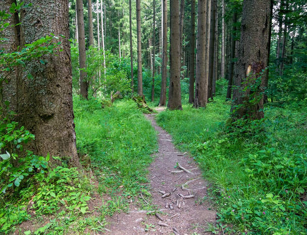 Тропа или природная тропа в лесу с зеленой травой с обеих сторон. - Фото, изображение