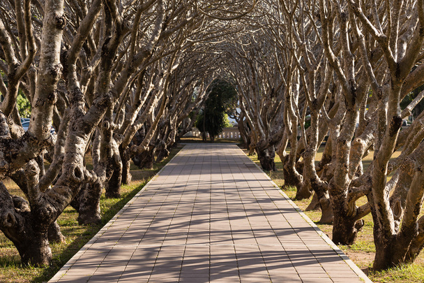 Tree Tunnel in The Park - 写真・画像