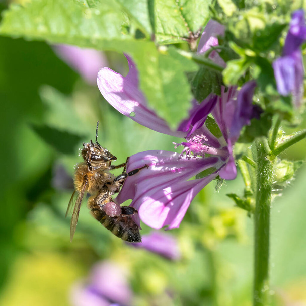 A mézelő méh egy lila szappanvirágon ül zöld háttér mellett. - Fotó, kép