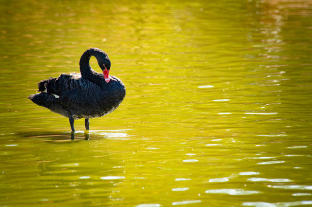 swan in natural habitat, bird at lake - Foto, Imagen