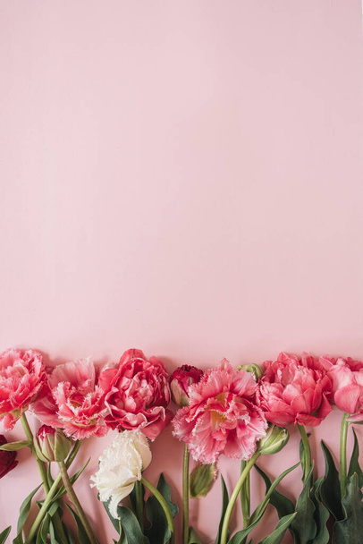 Peony tulip flowers on pink background. Flat lay - Zdjęcie, obraz