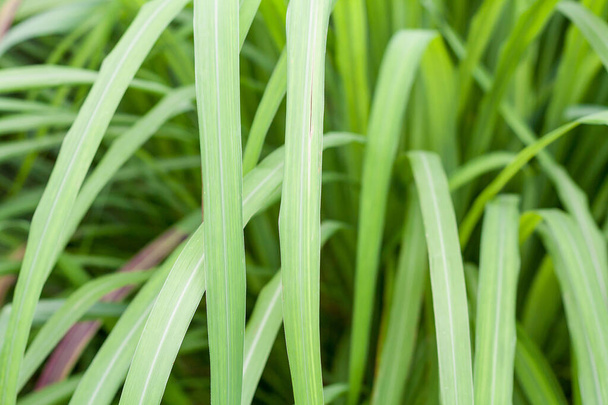 лимонная трава листья текстуры фона - Фото, изображение