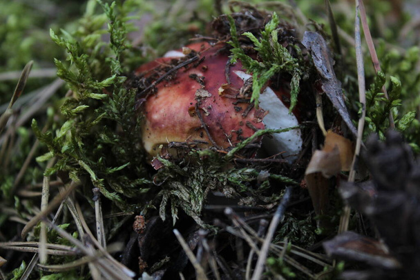 funghi foresta funghi raccolta funghi raccoglitori tranquilla caccia vegetarianismo fungo su una gamba bianca e marrone cilindro boletus fungo bianco commestibile cresce il loro muschio - Foto, immagini