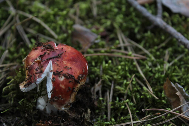 гриби лісові гриби збирають гриби-збирачі тихі мисливські гриби вегетаріанства на білій нозі і коричневий верхній капелюх болету білий гриб їстівні росте їх мох
 - Фото, зображення