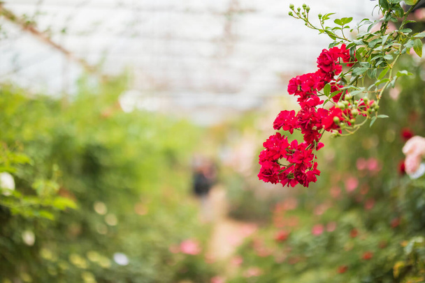 Hermosas rosas rojas florecen en el jardín - Foto, Imagen