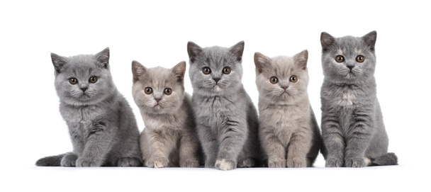 Fila de cinco lila y azul tortie Británica Taquigrafía gato gatitos, sentado uno al lado del otro. Todo frente a la cámara y mirando la lente con ojos marrones redondos. Aislado sobre fondo blanco. - Foto, Imagen