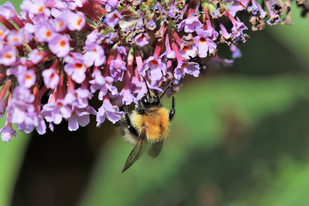 Пчела опыляет фиолетовое дерево Буддлеи - Фото, изображение