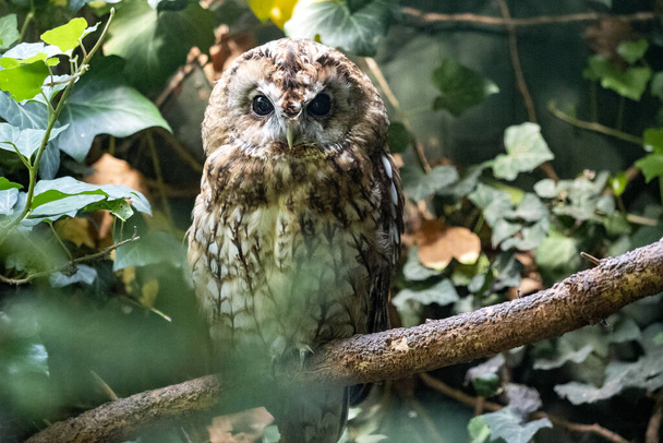 Tawny Owl, Strix aluco, sleep active is most at night - 写真・画像