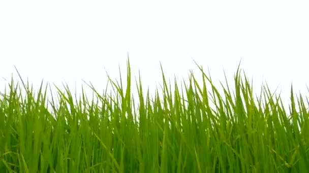 Зеленое травяное поле с легким ветерком. - Кадры, видео