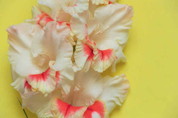 gladiolus sur un fond coloré gros plan - Photo, image