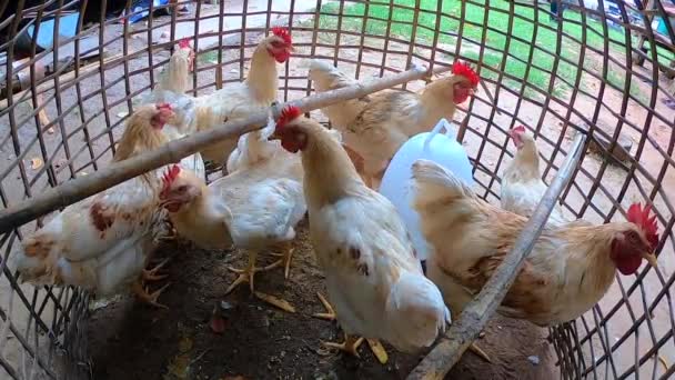 Een witte kip wordt gekweekt in kooien. - Video