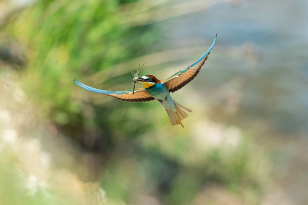 European Bea eater flying and hunting insects - Valokuva, kuva