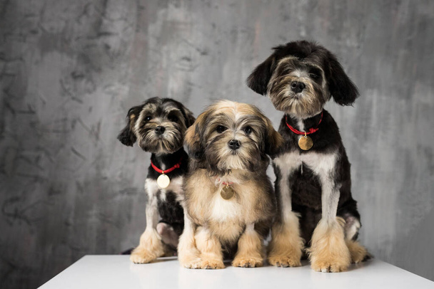 Three Bichon Lion dogs photographed in the studio. Dogs look in camera on white cube with gray background - Photo, Image