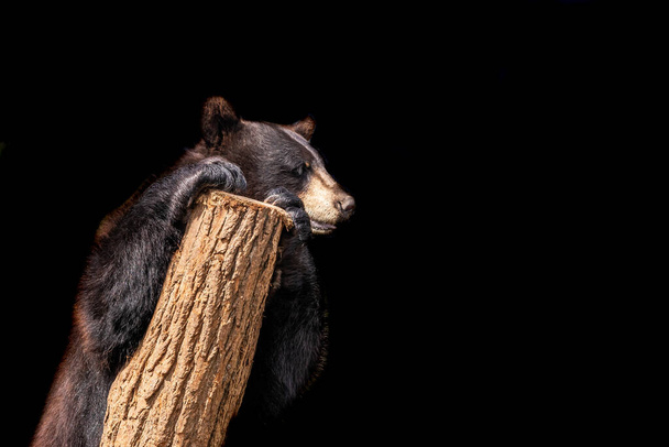 Black bear with a black background - Fotografie, Obrázek