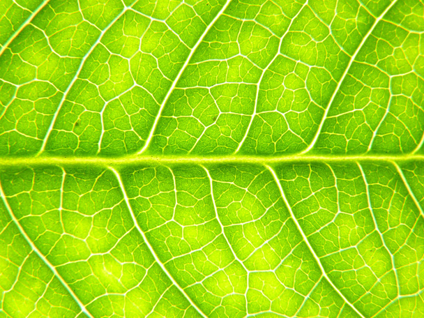 A closeup shot of a green leaf with beautiful textures - Foto, imagen