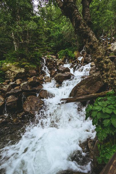 A vertical shot of a forest waterfall - Zdjęcie, obraz