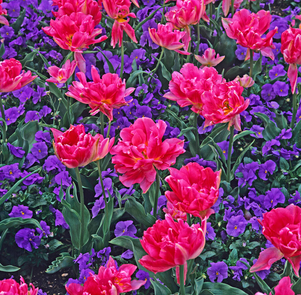 Tulip with blue violas close up in a flower border - Photo, Image