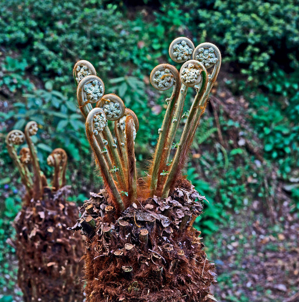 Árbol de helechos fiddleheads emergiendo de Dicksonia antarctica - Foto, imagen