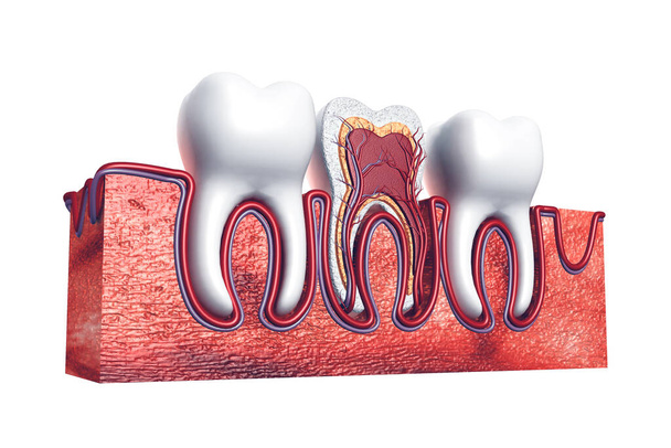 Human tooth. Cross section. 3d render - Photo, Image
