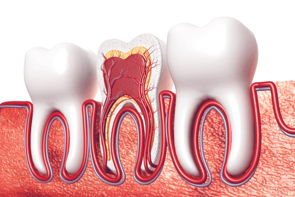 Dente umano. Sezione trasversale. rendering 3d - Foto, immagini