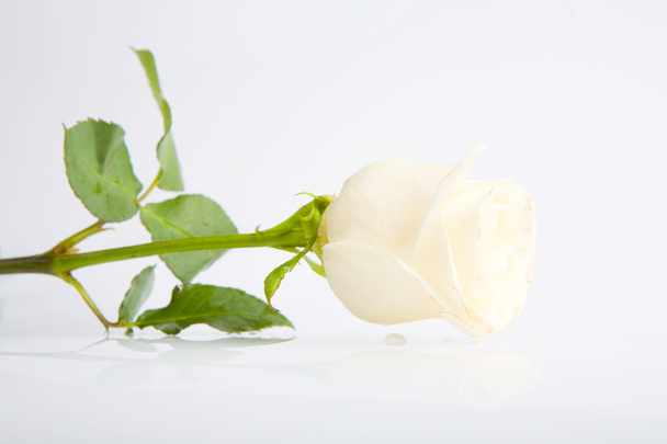 white rose - Foto, afbeelding