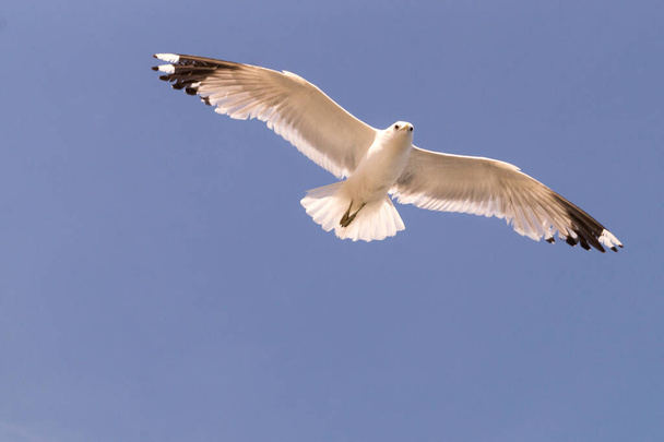 A beautiful view of a seagull in flight against the blue sky - Фото, зображення