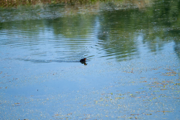 wild mallard duck in marsh lake in italy. High quality photo - Photo, Image