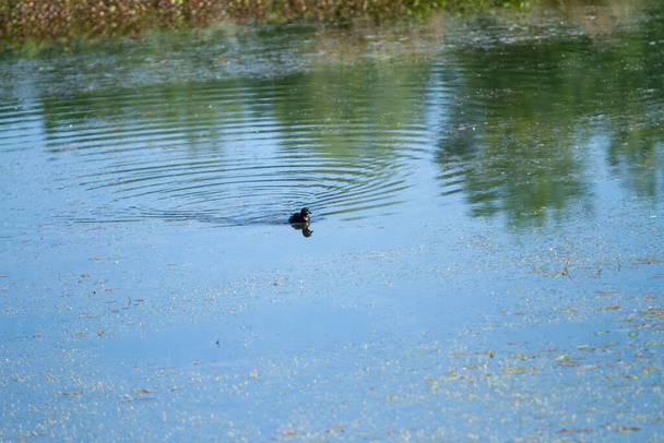 дикая утка в болотном озере в Италии. Высокое качество фото - Фото, изображение