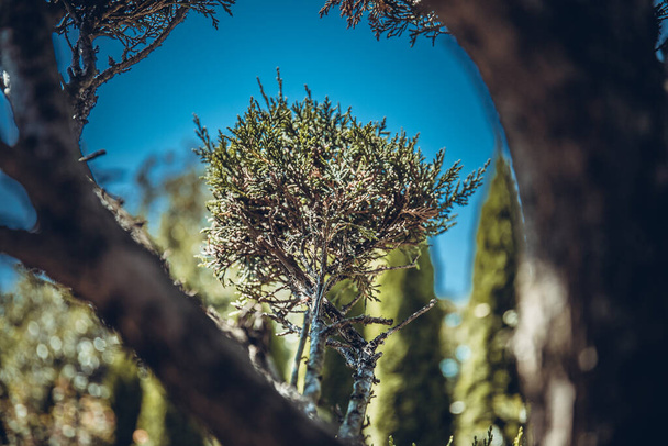 Hermosa rama de árbol de tuja en bosque nórdico. Hojas verdes de tuja, fondo thuja. - Foto, imagen
