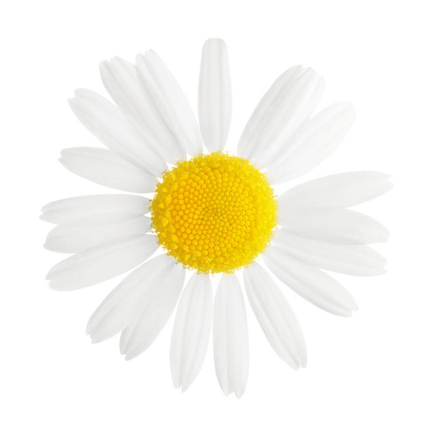 Jednoduchá heřmánková květinová hlava - Fotografie, Obrázek