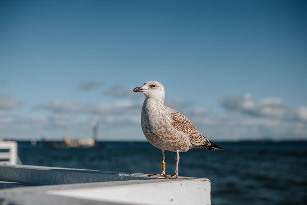 Close up pictur of a calm, friendly gray seagull in sopot, the beautifull part of Gdansk, Poland with a view of baltic sea in the background - Photo, Image
