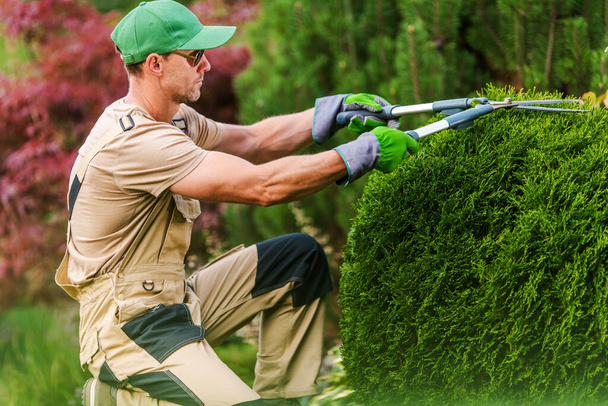 Jardineiro profissional de meia idade aparando e moldando pequenos arbustos usando tesouras
.  - Foto, Imagem