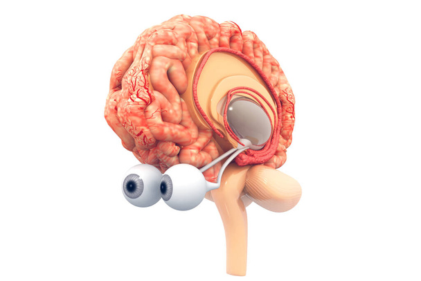 人間の脳の解剖学。 3Dレンダリング - 写真・画像