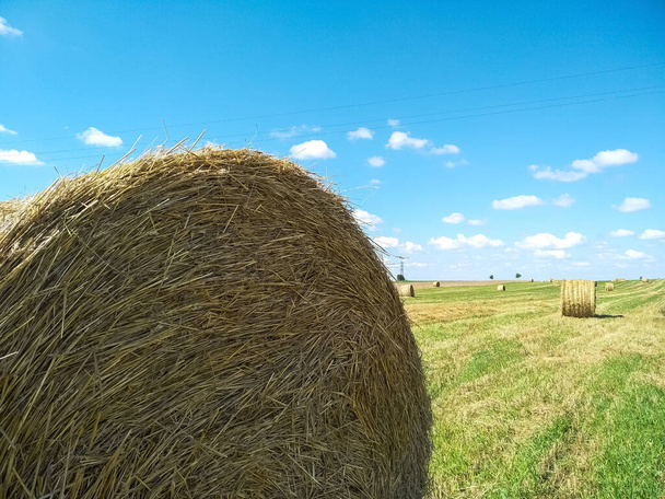 Hay in round bales lies on the field. Hay bale. Blank. Rural life. Grass, circle. Close-up harvested hay against a background of green mown fields and blue sky with copy space. - Photo, Image