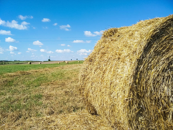 Hay in round bales lies on the field. Hay bale. Blank. Rural life. Grass, circle. Close-up harvested hay against a background of green mown fields and blue sky with copy space. - Photo, Image