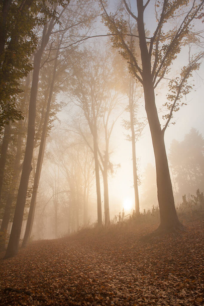 Herbstlicher Buchenwald im Morgennebel. Gefallene Blätter hinterlassen Teppich - Foto, Bild