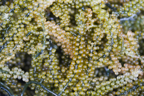Uvas de algas marinhas cultivadas em água do mar para alimentação e alimentação saudável
. - Foto, Imagem