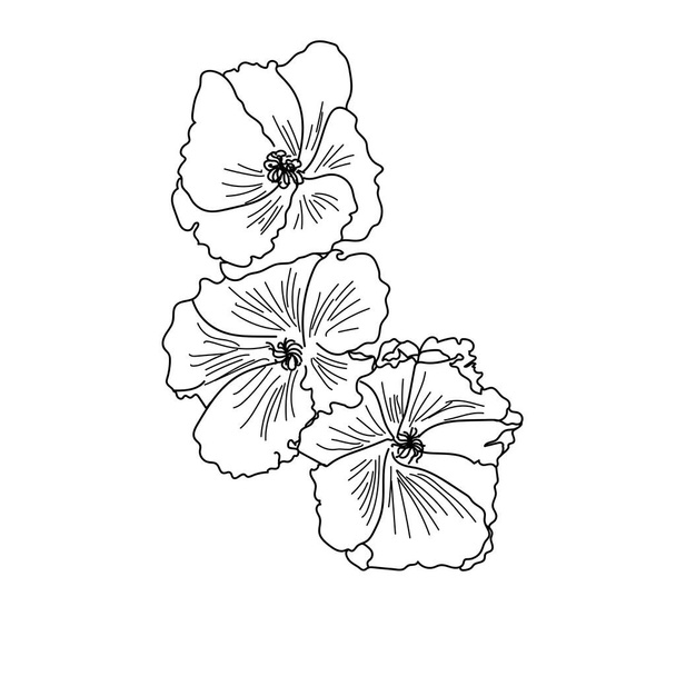 概要花のマロー、 3本の手描きベクトル花、デザインと創造のためのハーブ要素 - ベクター画像