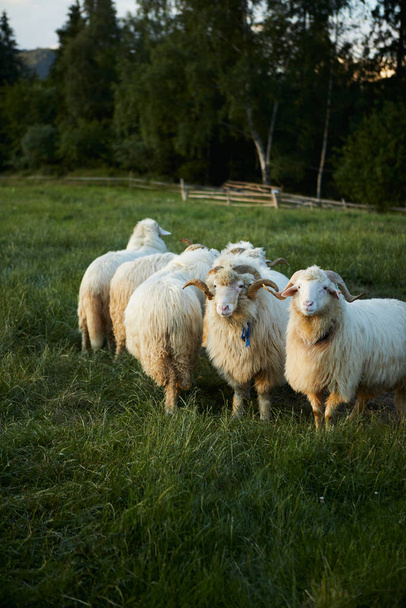 Овцы пасутся в красивом ландшафте. Летний закат теплый свет - Фото, изображение