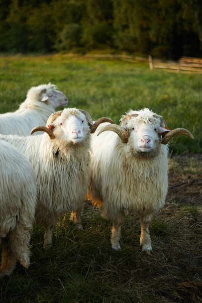 美しい風景の中に羊の放牧。夏の夕日暖かい光 - 写真・画像