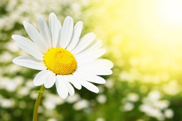 Цветок Дейзи на летнем поле
 - Фото, изображение