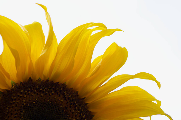 Part of yellow sunflower with copy space on white background - Zdjęcie, obraz